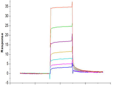 Mouse CD117 Protein (CD1-MM117)