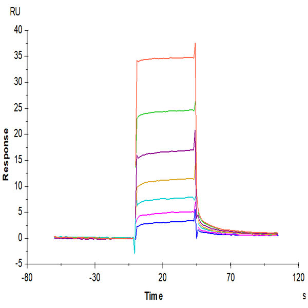 Mouse CD117 Protein (CD1-MM117) Mouse CD117 Protein (CD1-MM117)