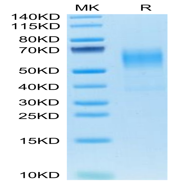Mouse CD19 Protein (CD1-MM119)