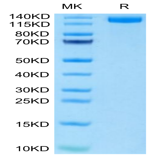 Mouse CD163 Protein (CD1-MM163)
