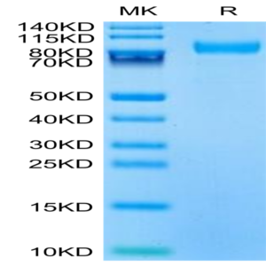 Mouse CD180 Protein (CD1-MM180)