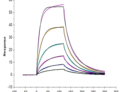 Cynomolgus CD200/OX-2 Protein (CD2-CM120)