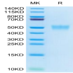 Cynomolgus CD200/OX-2 Protein (CD2-CM120)