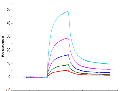 Cynomolgus CD2/SRBC Protein (CD2-CM202)