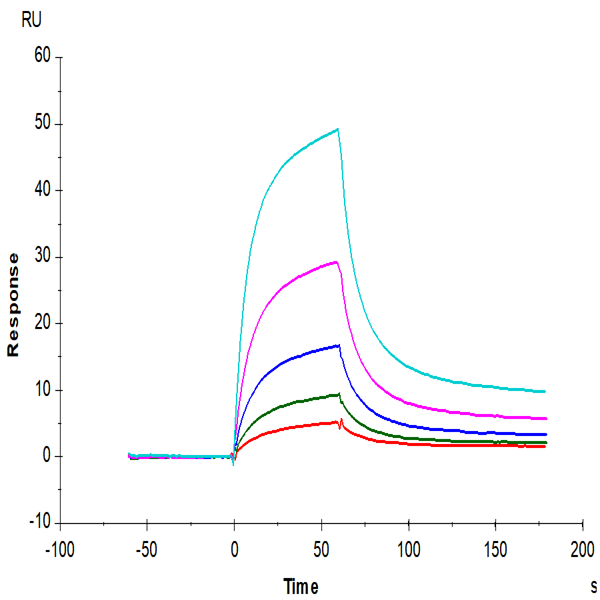 Cynomolgus CD2/SRBC Protein (CD2-CM202) Cynomolgus CD2/SRBC Protein (CD2-CM202)