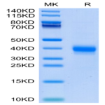 Cynomolgus CD2/SRBC Protein (CD2-CM202)