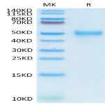 Cynomolgus CD24 Protein (CD2-CM224)