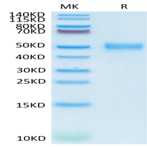 Cynomolgus CD24 Protein (CD2-CM224)
