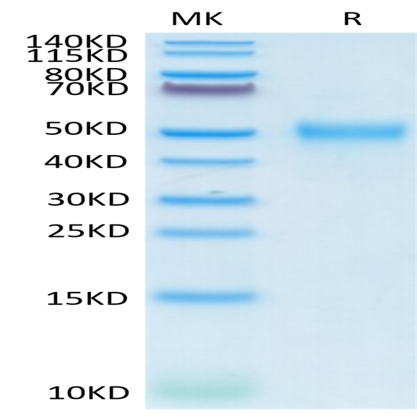 Cynomolgus CD24 Protein (CD2-CM224)