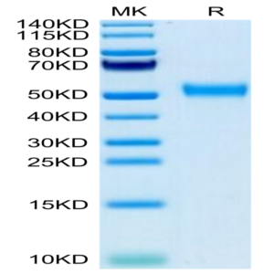 Biotinylated Cynomolgus CD24 Protein (Primary Amine Labeling) (CD2-CM224B)