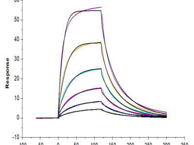 Cynomolgus CD200 R1/CRTR2 Protein (CD2-CM4R1)