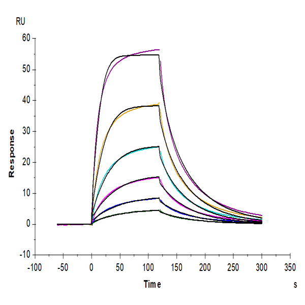Cynomolgus CD200 R1/CRTR2 Protein (CD2-CM4R1) Cynomolgus CD200 R1/CRTR2 Protein (CD2-CM4R1)