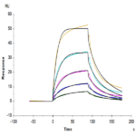 Human CD2/SRBC Protein (CD2-HM102)