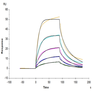 Human CD2/SRBC Protein (CD2-HM102)