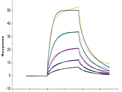 Human CD2/SRBC Protein (CD2-HM102)