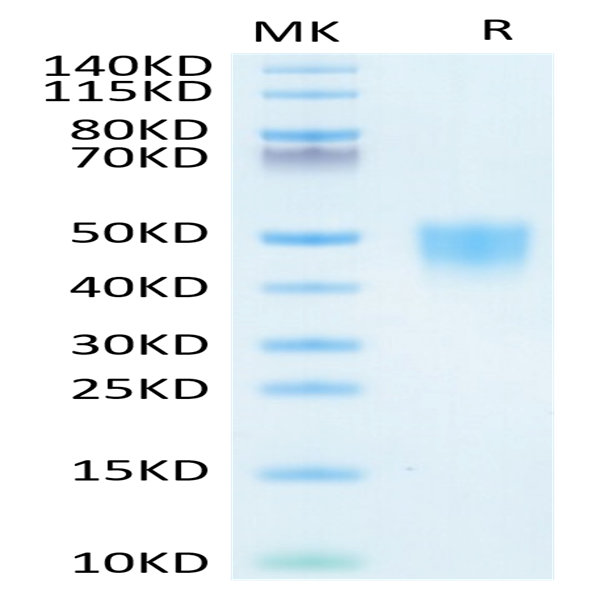 Human CD200/OX-2 Protein (CD2-HM120)