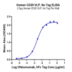 Human CD20 Protein-VLP (CD2-HM122)