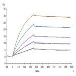 Biotinylated Human CD20 Protein-VLP (CD2-HM122B)