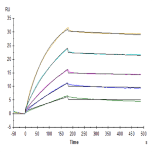 Biotinylated Human CD20 Protein-VLP (CD2-HM122B)