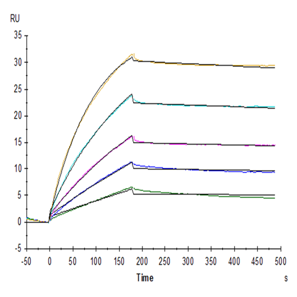 Biotinylated Human CD20 Protein-VLP (CD2-HM122B) Biotinylated Human CD20 Protein-VLP (CD2-HM122B)