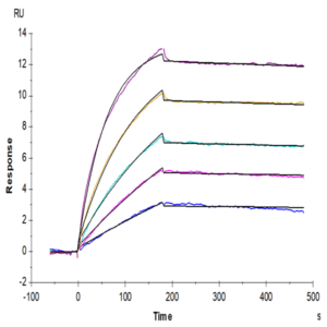 Biotinylated Human CD20 Protein-VLP (CD2-HM122B)