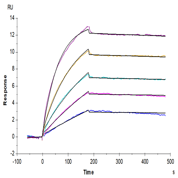 Biotinylated Human CD20 Protein-VLP (CD2-HM122B)