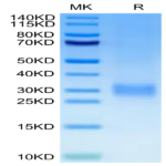 Human CD24 Protein (CD2-HM124)