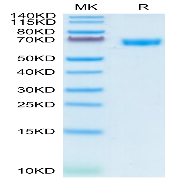Human CD200/OX-2 Protein (CD2-HM220)