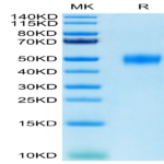 Human CD24 Protein (CD2-HM224)