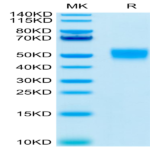Human CD24 Protein (CD2-HM324)
