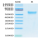 Biotinylated Human CD24 Protein (Primary Amine Labeling) (CD2-HM324B)