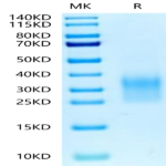 Biotinylated Human CD24 Protein (CD2-HM424B)