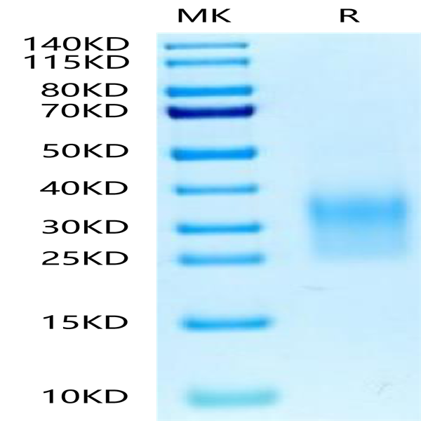 Biotinylated Human CD24 Protein (CD2-HM424B)