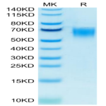 Biotinylated Human CD200 R1/CRTR2 Protein (CD2-HM4R1B)