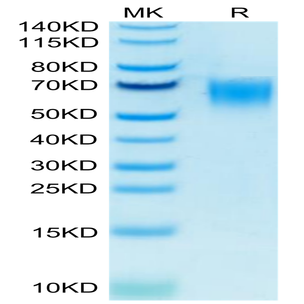 Biotinylated Human CD200 R1/CRTR2 Protein (CD2-HM4R1B)