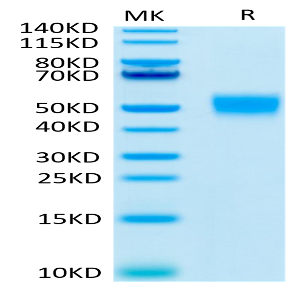 Human CD24 Protein (CD2-HM624)