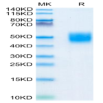 Mouse CD200/OX-2 Protein (CD2-MM120)