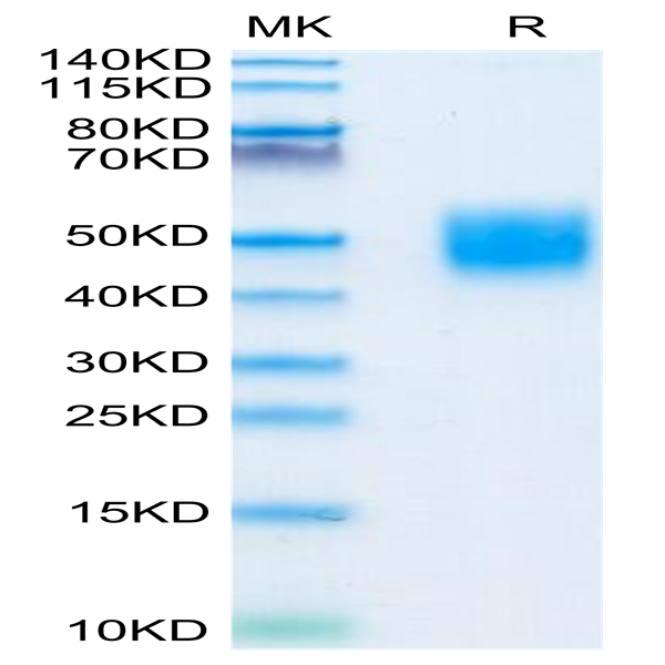 Mouse CD200/OX-2 Protein (CD2-MM120)