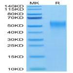 Mouse CD24 Protein (CD2-MM324)