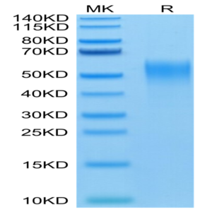 Mouse CD24 Protein (CD2-MM324)