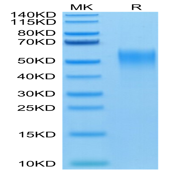 Mouse CD24 Protein (CD2-MM324)