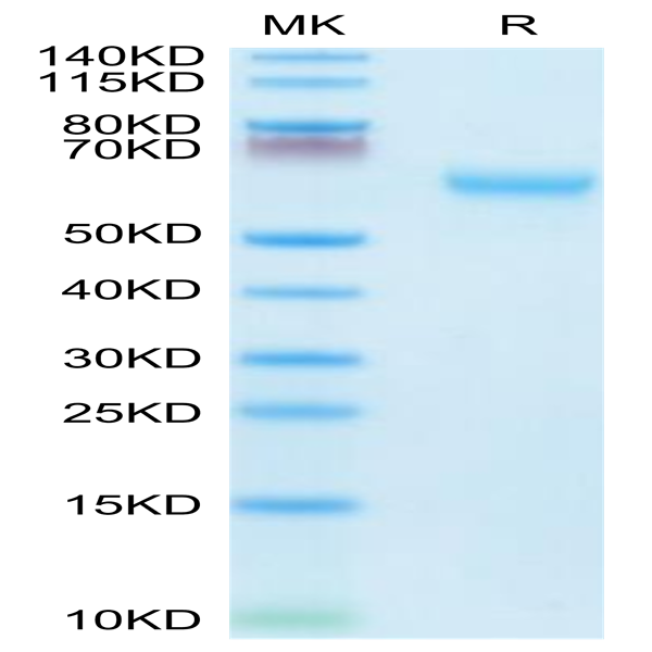 Mouse CD27/NFRSF7 Protein (CD2-MM327)