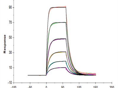 Mouse CD200 R1 Protein (CD2-MM4R1)