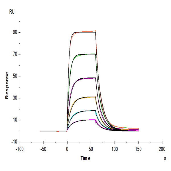Mouse CD200 R1 Protein (CD2-MM4R1) Mouse CD200 R1 Protein (CD2-MM4R1)