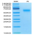 Mouse CD200 R1 Protein (CD2-MM4R1)