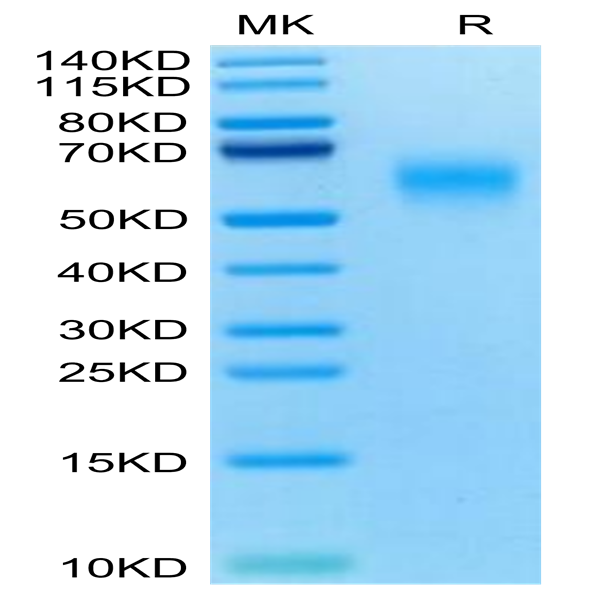 Mouse CD200 R1 Protein (CD2-MM4R1)