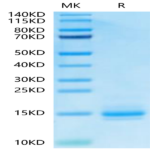 Cynomolgus CD3E&CD3D/CD3 epsilon&CD3 delta Protein (CD3-CM101)