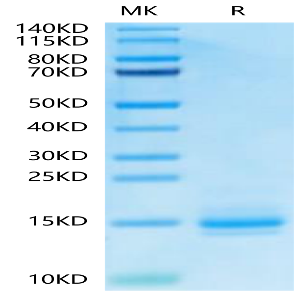 Cynomolgus CD3E&CD3D/CD3 epsilon&CD3 delta Protein (CD3-CM101)