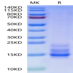 Cynomolgus CD3E&CD3G/CD3 epsilon&CD3 gamma Protein (CD3-CM102)