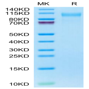 Cynomolgus CD31/PECAM-1 Protein (CD3-CM131)